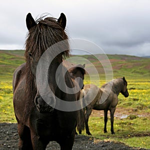 Icelandic horse