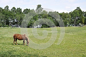 Icelandic horse