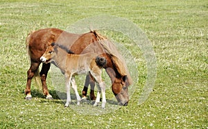 Icelandic horse