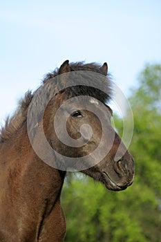 Icelandic horse