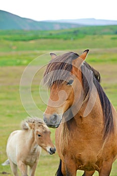 Icelandic Horse