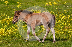 Icelandic Horse