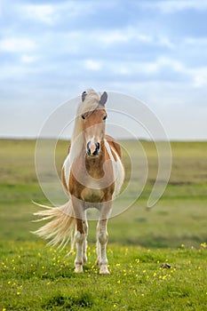 Icelandic horse