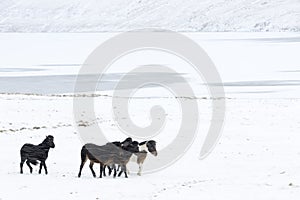 Icelandic Horse