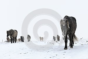 Icelandic Horse