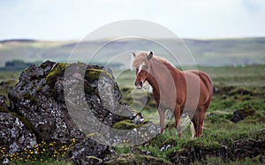 Icelandic Horse