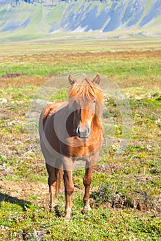 Icelandic Horse