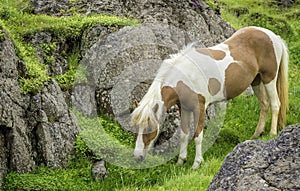 Icelandic Horse