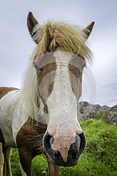 Icelandic Horse