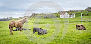 Icelandic Horse