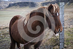 Icelandic horse