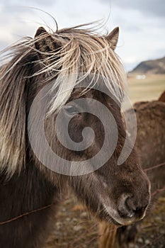 Icelandic horse