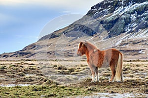 Icelandic horse