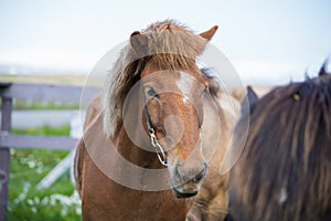 Icelandic horse