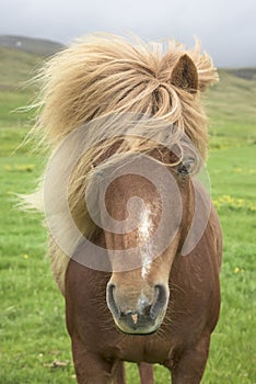 Icelandic Horse