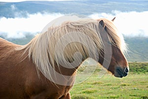 Icelandic Horse