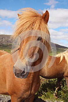 Icelandic horse