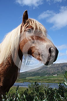 Icelandic horse