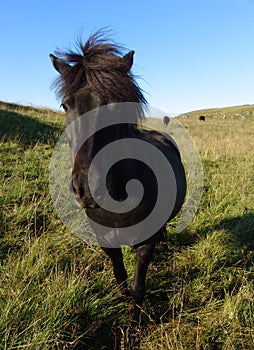 Icelandic horse