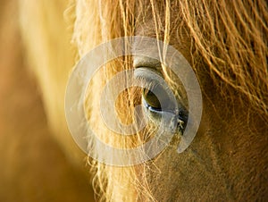 Icelandic horse