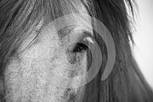 Icelandic horse