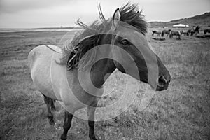 Icelandic horse