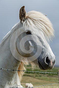 Icelandic horse