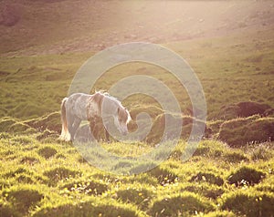 Icelandic horse