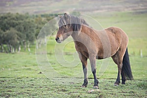 Icelandic horse