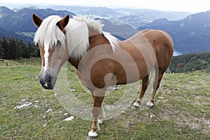 Icelandic horse in alps