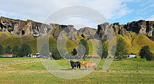 Beautiful icelandic horses on the meadow.