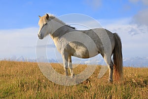 Icelandic horse on the background of blue sky