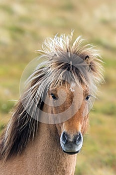 Icelandic horse at the base of Kirkjufell mountain, Iceland