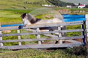 Icelandic horse with beautiful landscape