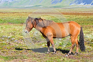 Islandés un caballo 