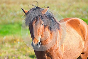 Islandés un caballo 