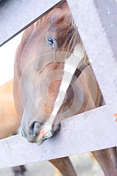 Icelandic horse behind fence