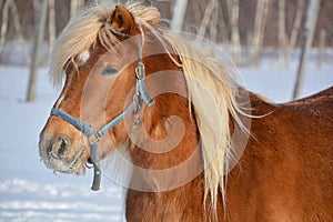 The Icelandic horse photo