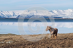 Icelandic Horse photo