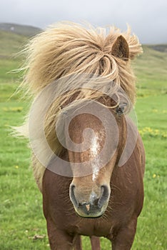 Icelandic Horse photo