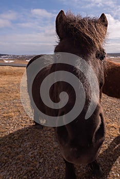 Icelandic horse close up photo