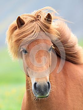 Icelandic horse photo