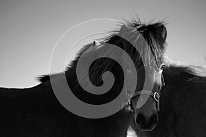 Icelandic Horse photo