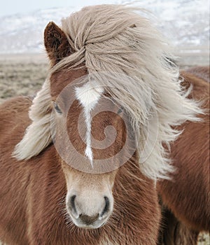 Icelandic Horse (Equus ferus caballus) closeup, staring at camera.