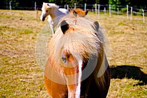 Icelandic horse facing camera, with full mane