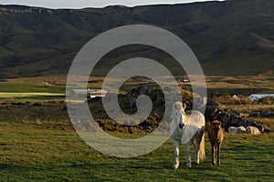 Icelandic horse family on icelandic farm