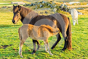 Icelandic horse family on icelandic farm