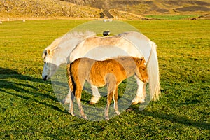 Icelandic horse family on icelandic farm