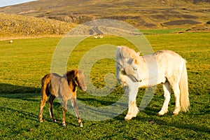 Icelandic horse family on icelandic farm