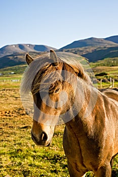 Icelandic horse in a farm late evening.